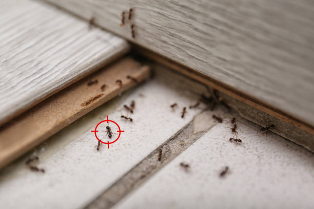 Best Pest Control Near Me in Blountsville, AL