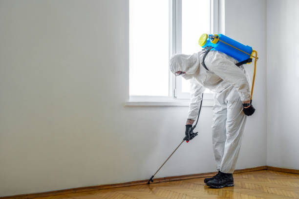 Best Termite Control Services  in Blountsville, AL