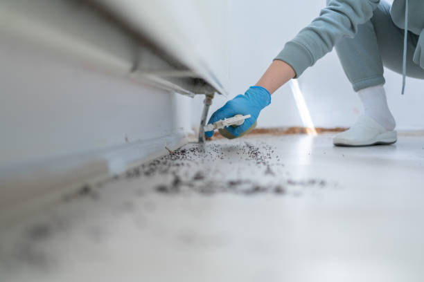 Best Flea Control Services  in Blountsville, AL